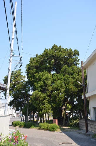 背面から_下柏の大柏