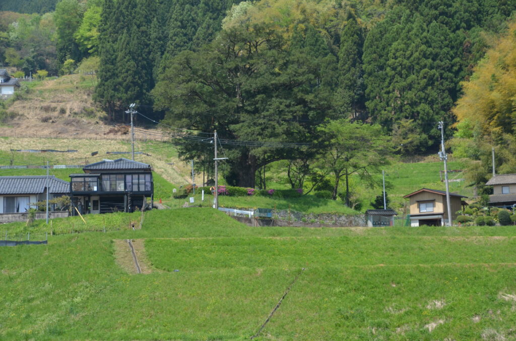 全景_建屋のヒダリマキガヤ