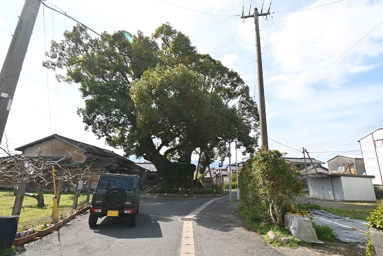 巨木１_九州車中泊の旅202303