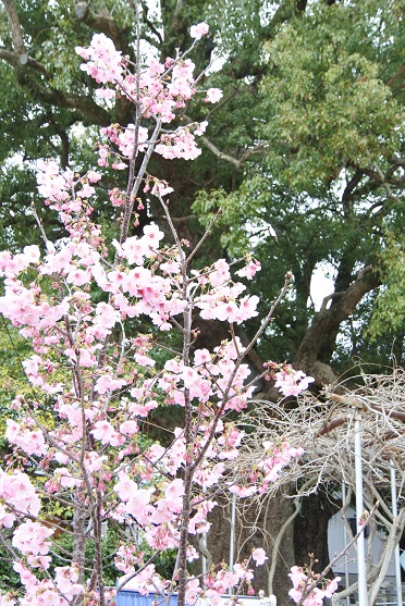 桜と_九州車中泊の旅202307