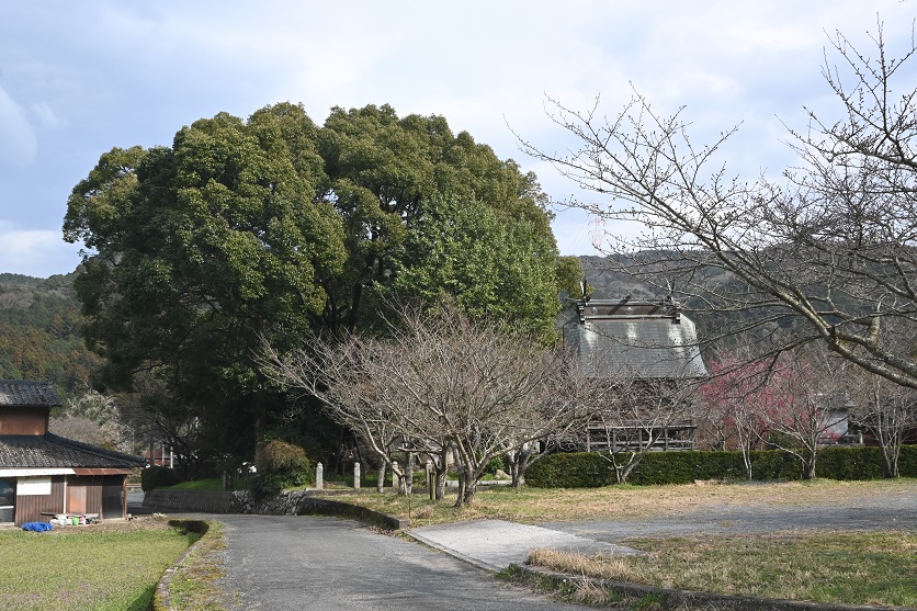 北側より_本庄の大楠