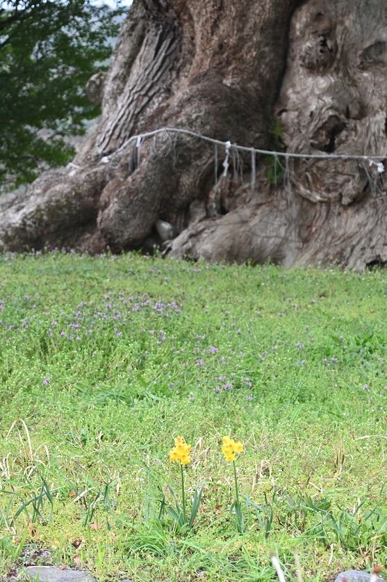 足元の花_本庄の大楠