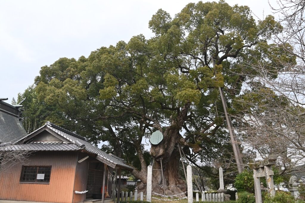 代表_本庄の大楠