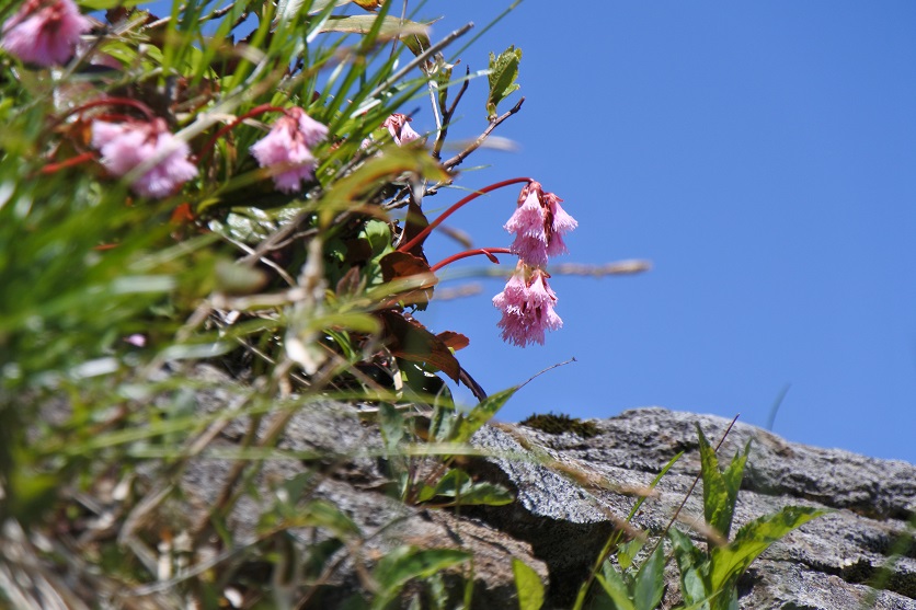 谷川岳に咲く高山植物