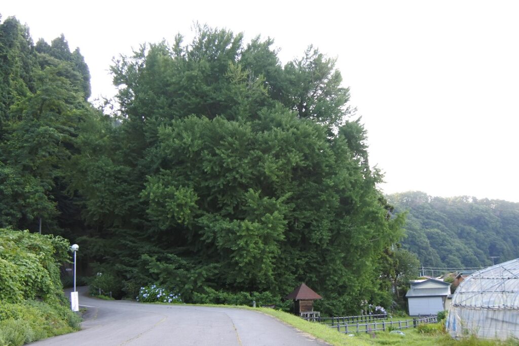 北金ヶ沢のイチョウ（青森県）