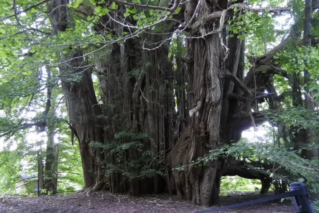 北金ヶ沢のイチョウの乳垂　（青森県）