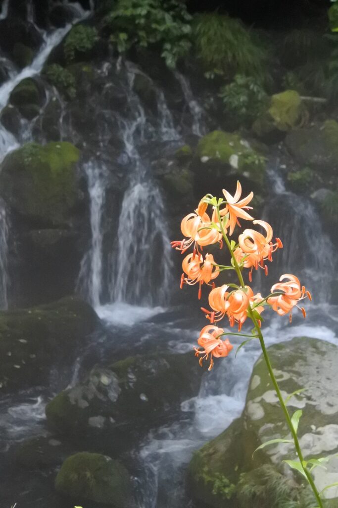 元滝伏流水と百合　（秋田県９