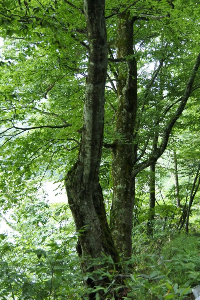 白神山地　ブナ　（青森県）