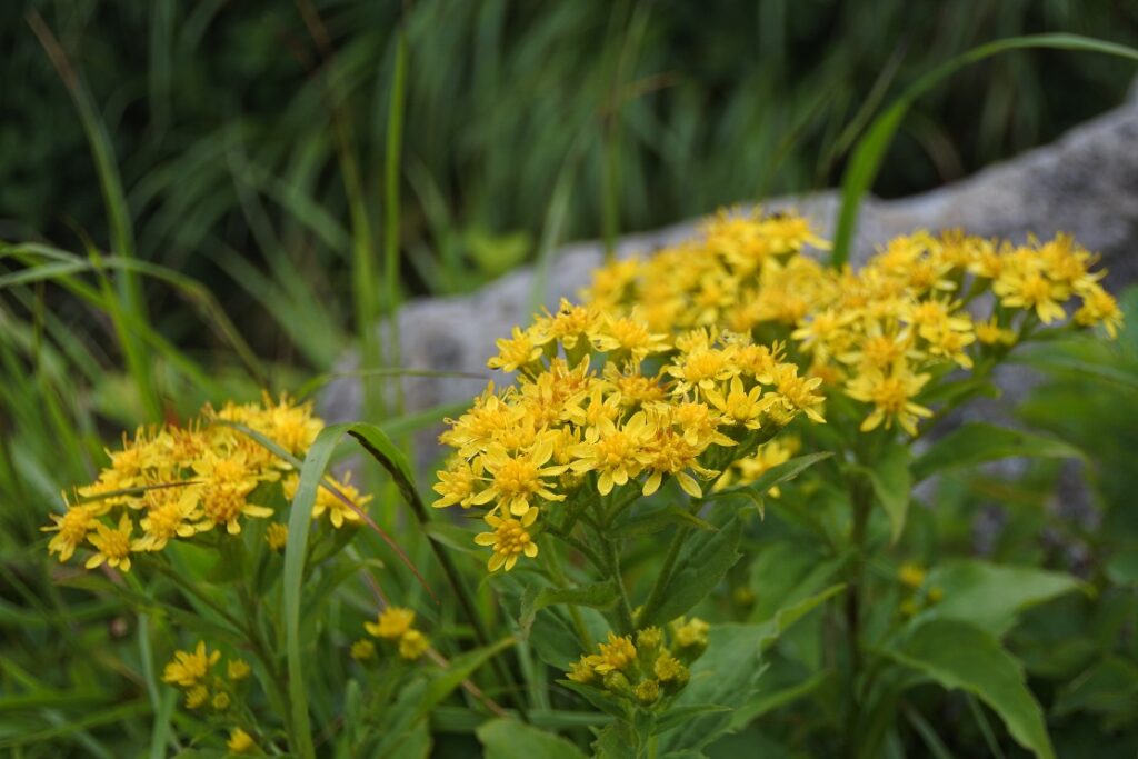 岩木山登山道の花　（青森県）