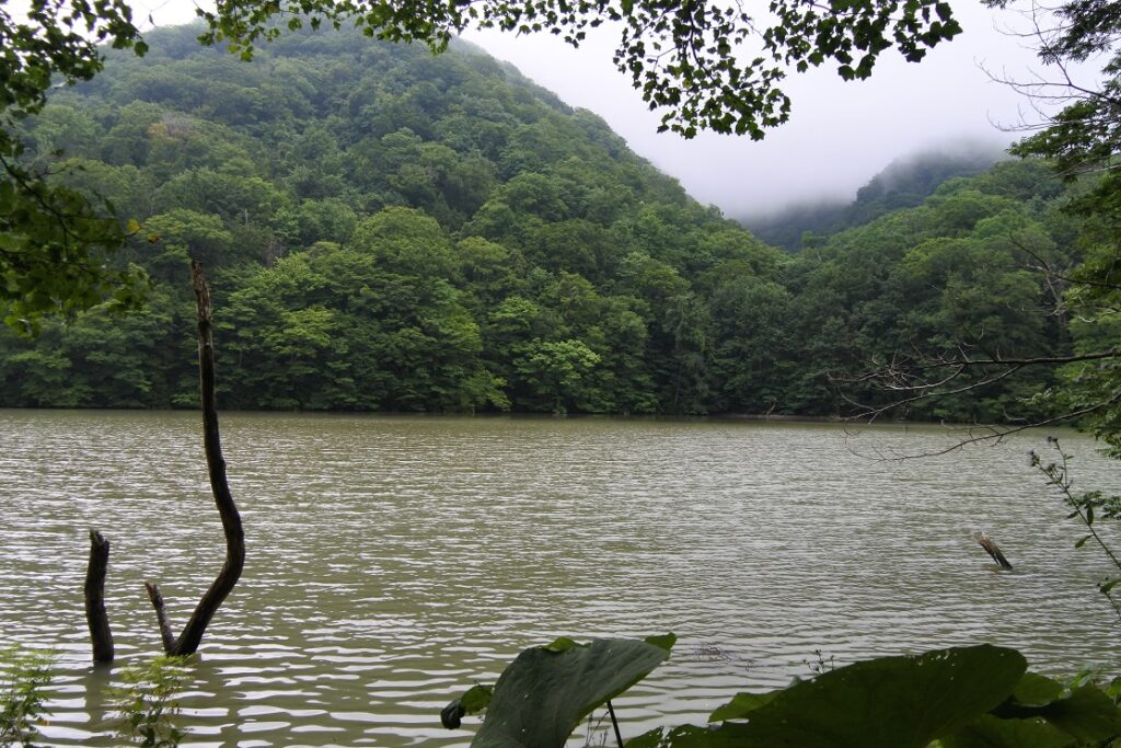 白神山地　鶏頭場の池　（青森県）