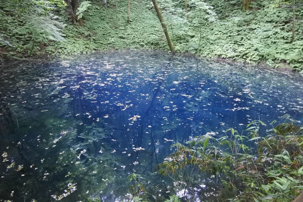 白神山地　青池　（青森県）