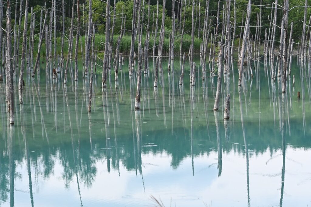 白金青い池