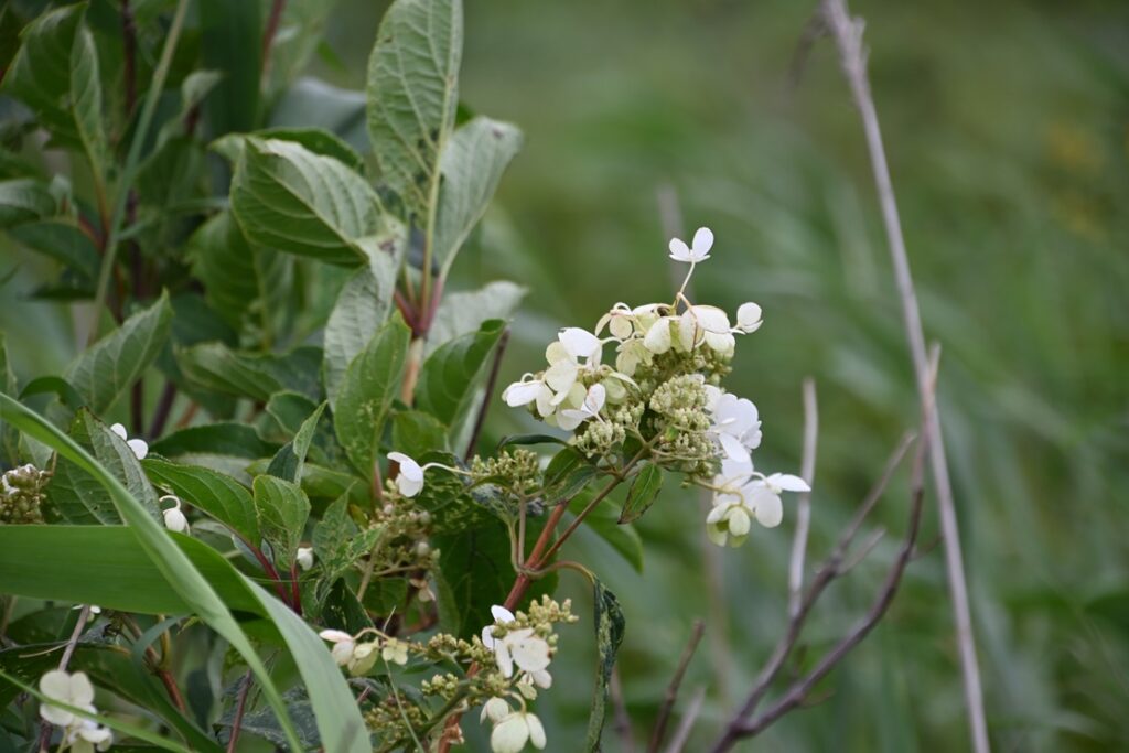 サロベツ原野の植物