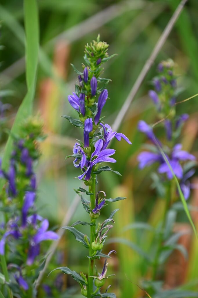 サロベツ原野の植物