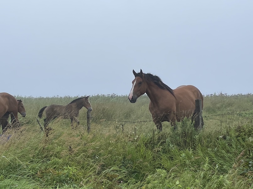 霧多布岬に放牧されている馬